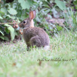 Backyard Bunny Acrylic Jigsaw Puzzle 8 x 10<br><div class="desc">Das Backyard Bunny Acrylic Jigsaw Puzzle von WildNest Backyard Bunny Acrylic Jigsaw Puzzle von WildNest ist ein hochqualitatives, limitiertes Acrylpuzzle mit einem zauberhaften Hasen in einem üppig grünen Hof. Das ist die Erste in der WildNest Wildlife Jigsaw Puzzle Series. Das ist ein hochwertiges Acrylpuzzle, das perfekt zum Sammeln oder als...</div>