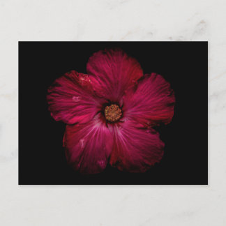 Backyard Flowers No 122 Color Version Postkarte