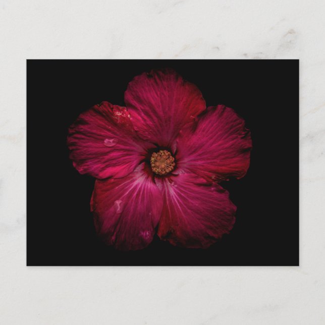 Backyard Flowers No 122 Color Version Postkarte (Vorderseite)