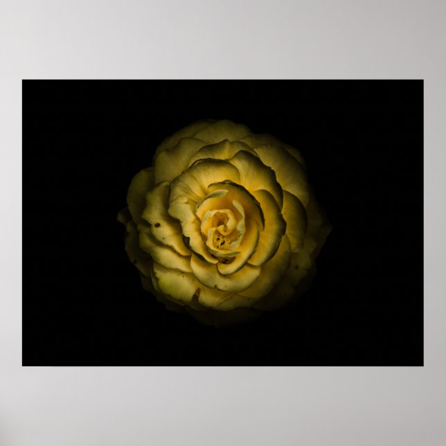 Backyard Flowers No 85 Color Version Poster (Vorne)