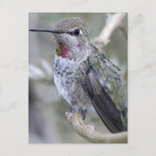 Backyard Hummingbird Postkarte