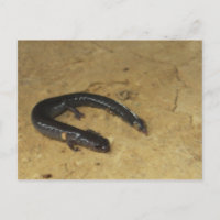 Backyard Salamander