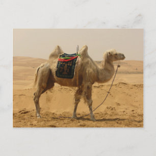 Bactrian Camel Mongolia Postkarte