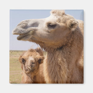 Bactrian Camel Portrait Magnet
