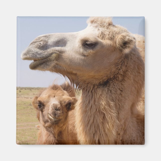 Bactrian Camel Portrait Magnet (Vorne)