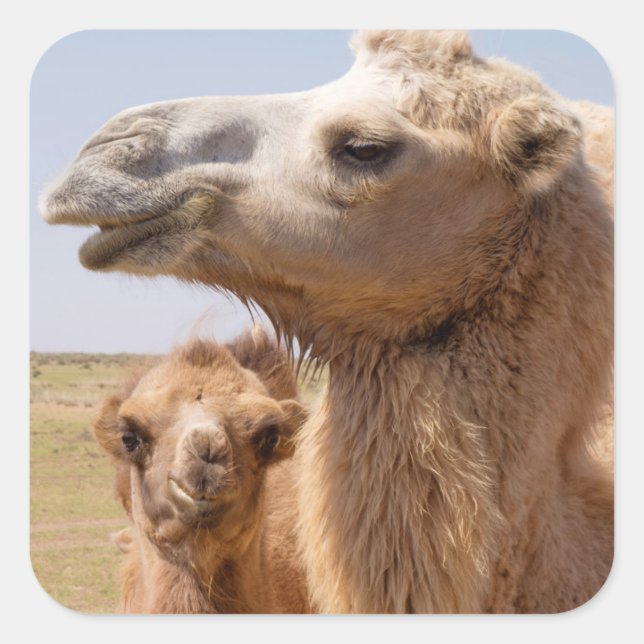 Bactrian Camel Portrait Quadratischer Aufkleber (Vorderseite)