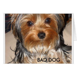 Bad Dog