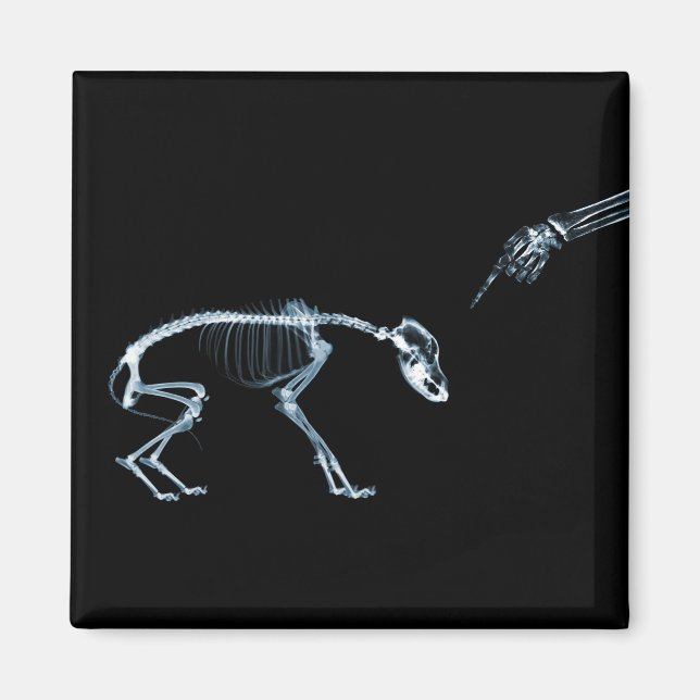 Bad Dog Xray Skeleton Black Blue Magnet (Vorne)
