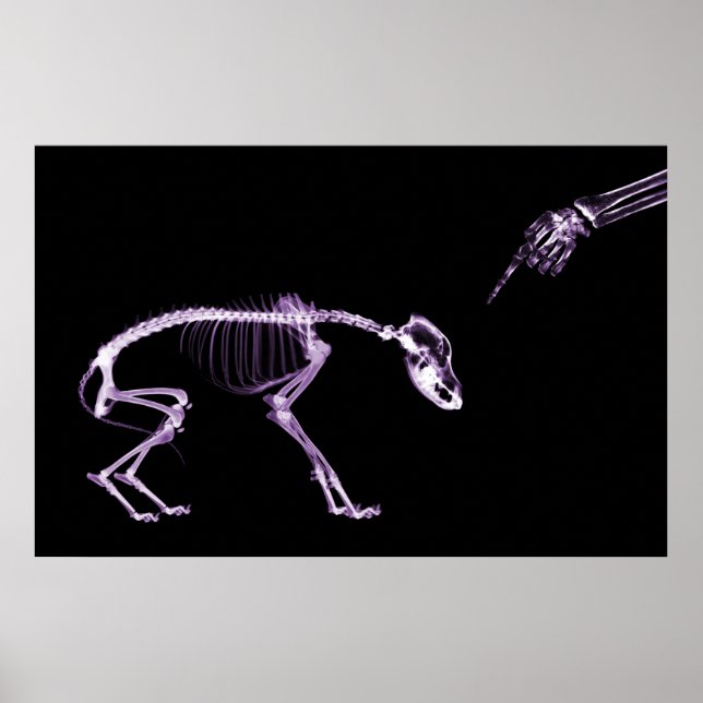 Bad Dog Xray Skeleton Black Lila Poster (Vorne)