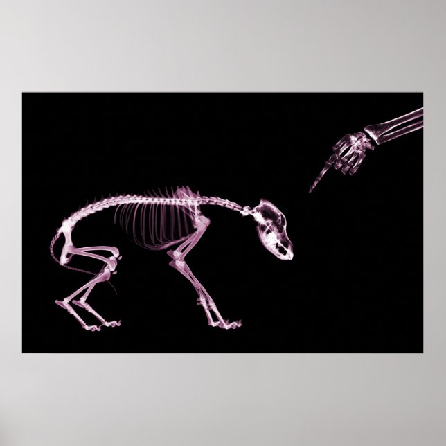 Bad Dog Xray Skeleton Black Pink Poster (Vorne)