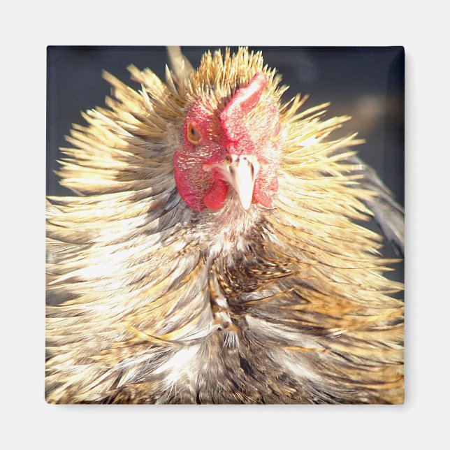 Bad Feather Day Magnet (Vorne)