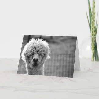 Bad Hair Day - Alpaca Card Karte