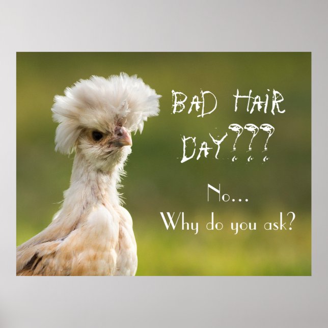 Bad Hair Day Chicken Poster (Vorne)