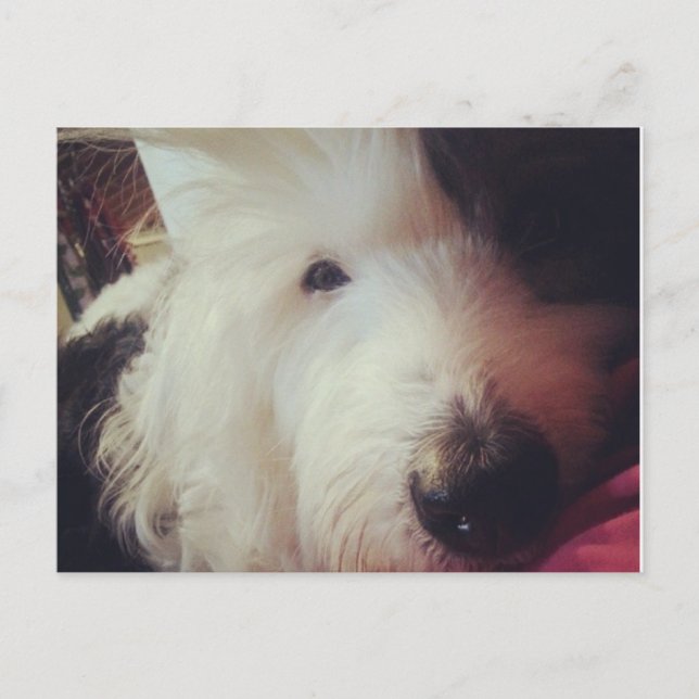 Bad Hair Day! Postkarte (Vorderseite)