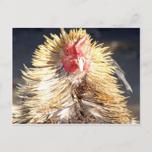 Bad Hair Day Postkarte (Vorderseite)