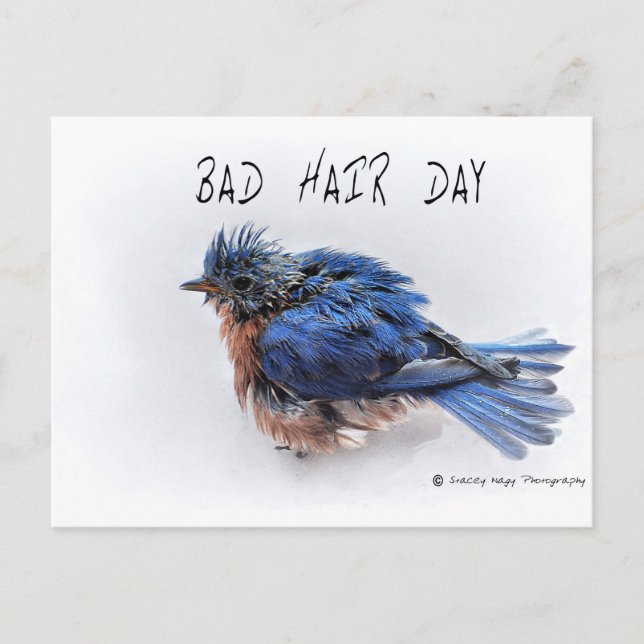 Bad Hair Day Postkarte (Vorderseite)