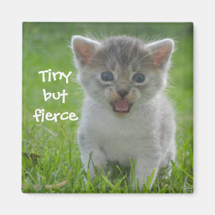 Badass Cats - "Tiny but Fierce" Magnet