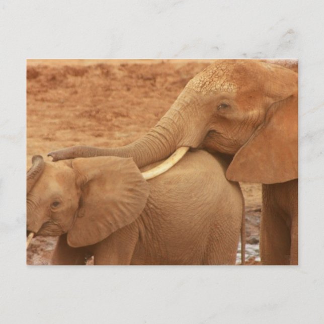 Bade Baby Elephant Postcard Postkarte (Vorderseite)