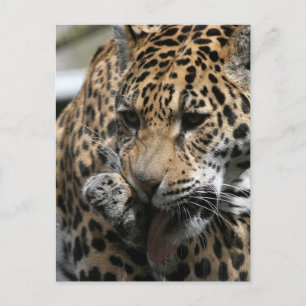 Bademeister Postkarte