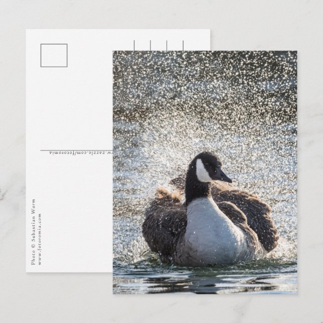 Baden Gänse Natur Foto Postkarte (Vorne/Hinten)