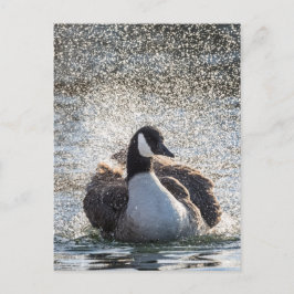 Baden Gänse Natur Foto Postkarte