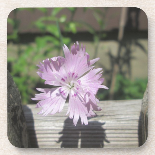 Bäder Pink Dianthus auf Zaun Untersetzer (Vorderseite)