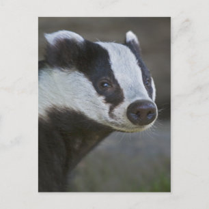Badger Portrait Postkarte