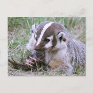 Badger Postkarte