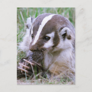 Badger Postkarte