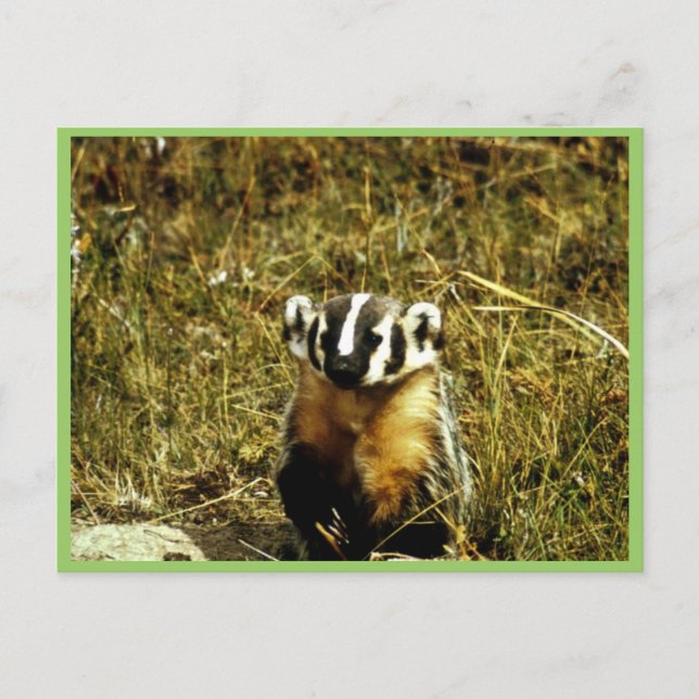 Badger Postkarte (Vorderseite)
