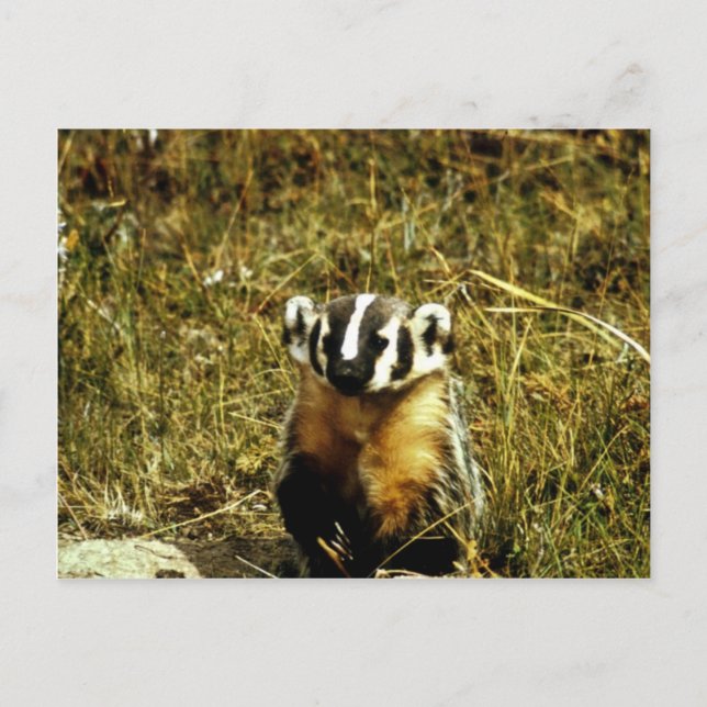 Badger Postkarte (Vorderseite)