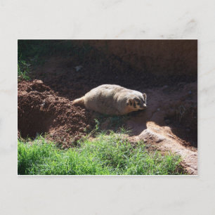 Badger Postkarte