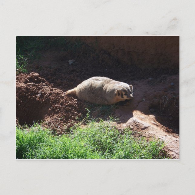 Badger Postkarte (Vorderseite)