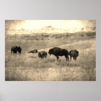 Badlands Bison Poster