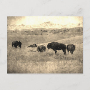 Badlands Bison Postkarte