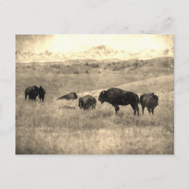 Badlands Bison Postkarte (Vorderseite)