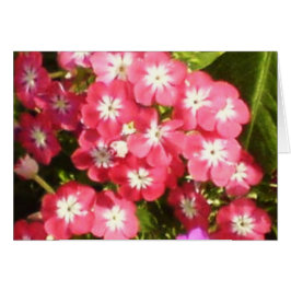 Badrinath-Tal der Blume 1