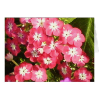 Badrinath-Tal der Blume 1