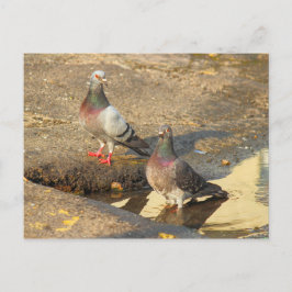 Badzeit für Tauben Postkarte