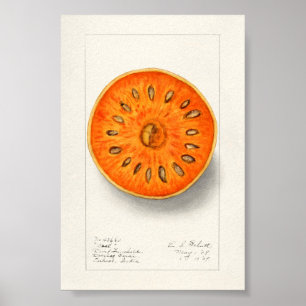 Bael (Aegle Marmelos) Frucht Aquarellmalerei Poster