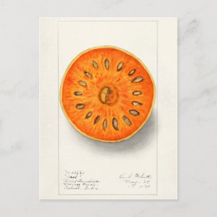 Bael (Aegle Marmelos) Frucht Aquarellmalerei Postkarte