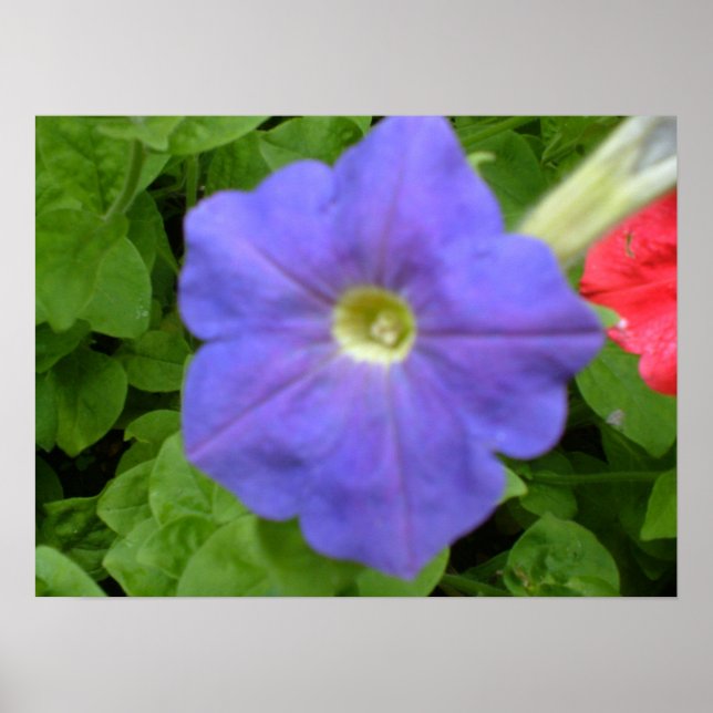 Baeutiful Blue Petunia Print Poster (Vorne)