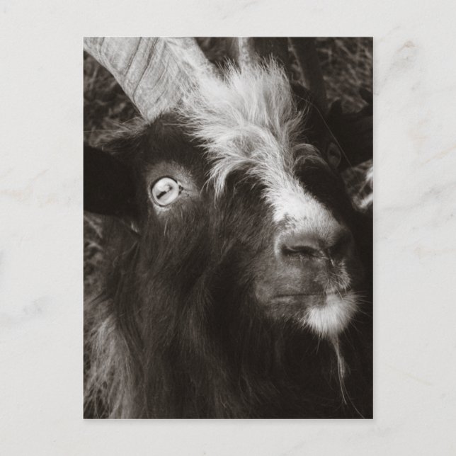 Bagot Goat Portrait Old Style - Tierfotografie Postkarte (Vorderseite)