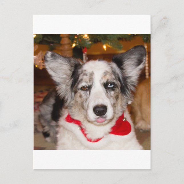 Bah Humbug!!! Postkarte (Vorderseite)