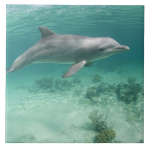 Bahamas, Grand Bahama Island, Freeport, Captive 6 Fliese