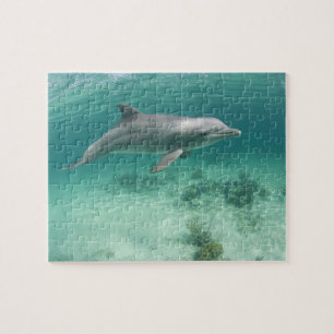 Bahamas, Grand Bahama Island, Freeport, Captive 6 Puzzle