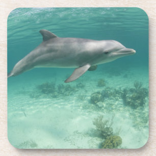 Bahamas, Grand Bahama Island, Freeport, Gefangen 6 Getränkeuntersetzer