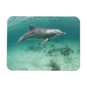 Bahamas, Grand Bahama Island, Freeport, Gefangen 6 Magnet