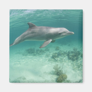 Bahamas, Grand Bahama Island, Freeport, Gefangen 6 Magnet