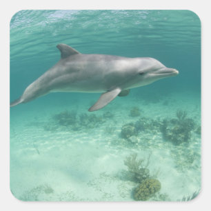 Bahamas, Grand Bahama Island, Freeport, Gefangen 6 Quadratischer Aufkleber